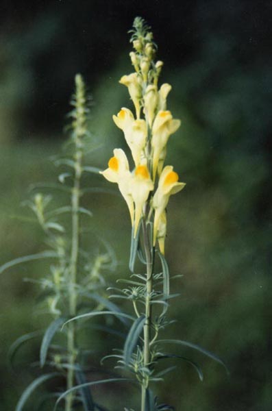 Linaria vulgaris photo